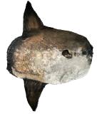 Click for more details.