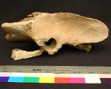 Click for more details.