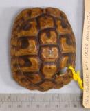 Click for more details.