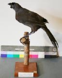 Click for more details.