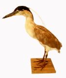 Click for more details.